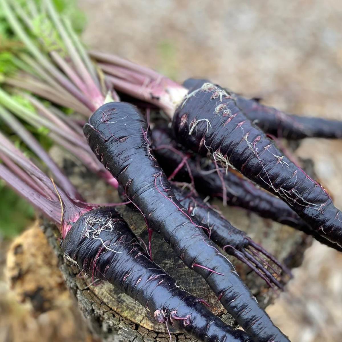 Black Carrot – The Deep Purple Root Rich in Natural Goodness