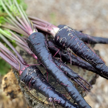 Black Carrot – The Deep Purple Root Rich in Natural Goodness
