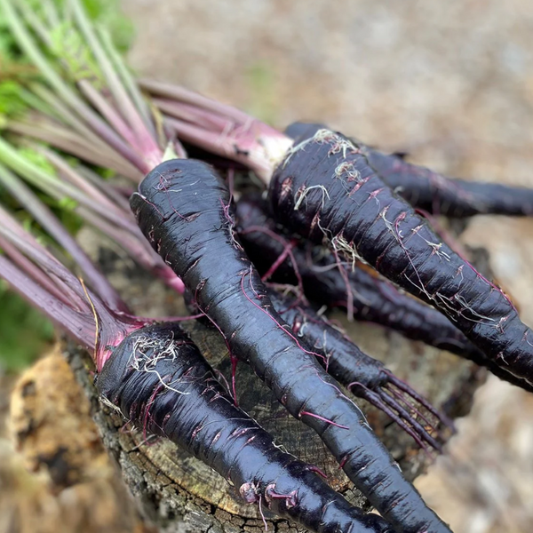 Black Carrot – The Deep Purple Root Rich in Natural Goodness