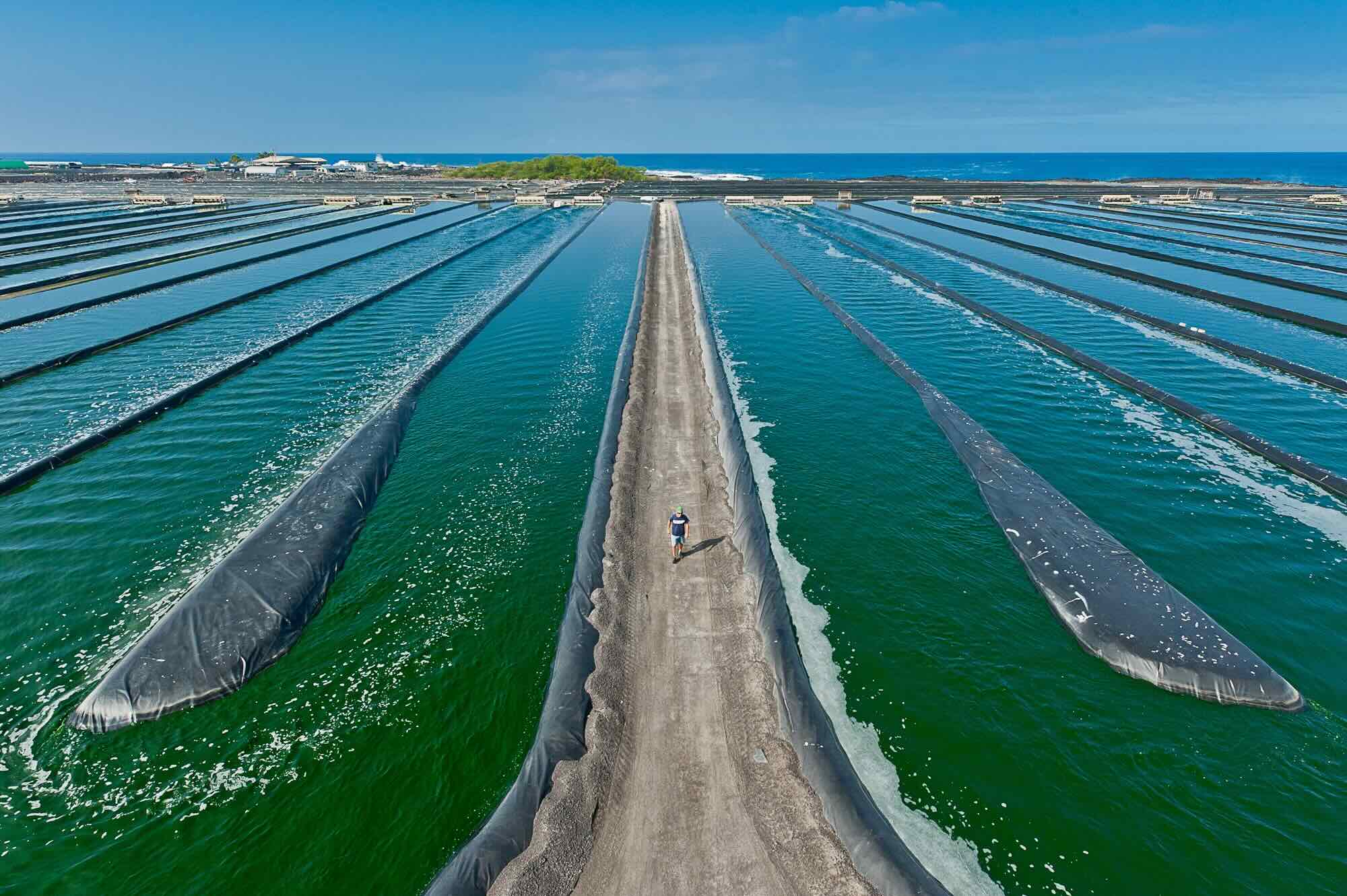 Blue Spirulina: An Ancient Story of Lakes, Warriors and Tradition