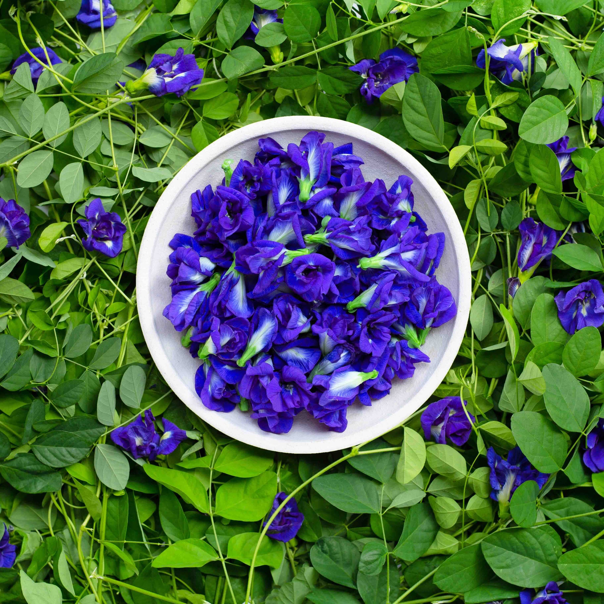 Butterfly Pea: A Blue Flower With a Centuries-Old Cultural Story