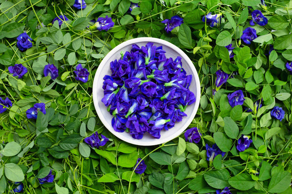 Butterfly Pea: A Blue Flower With a Centuries-Old Cultural Story