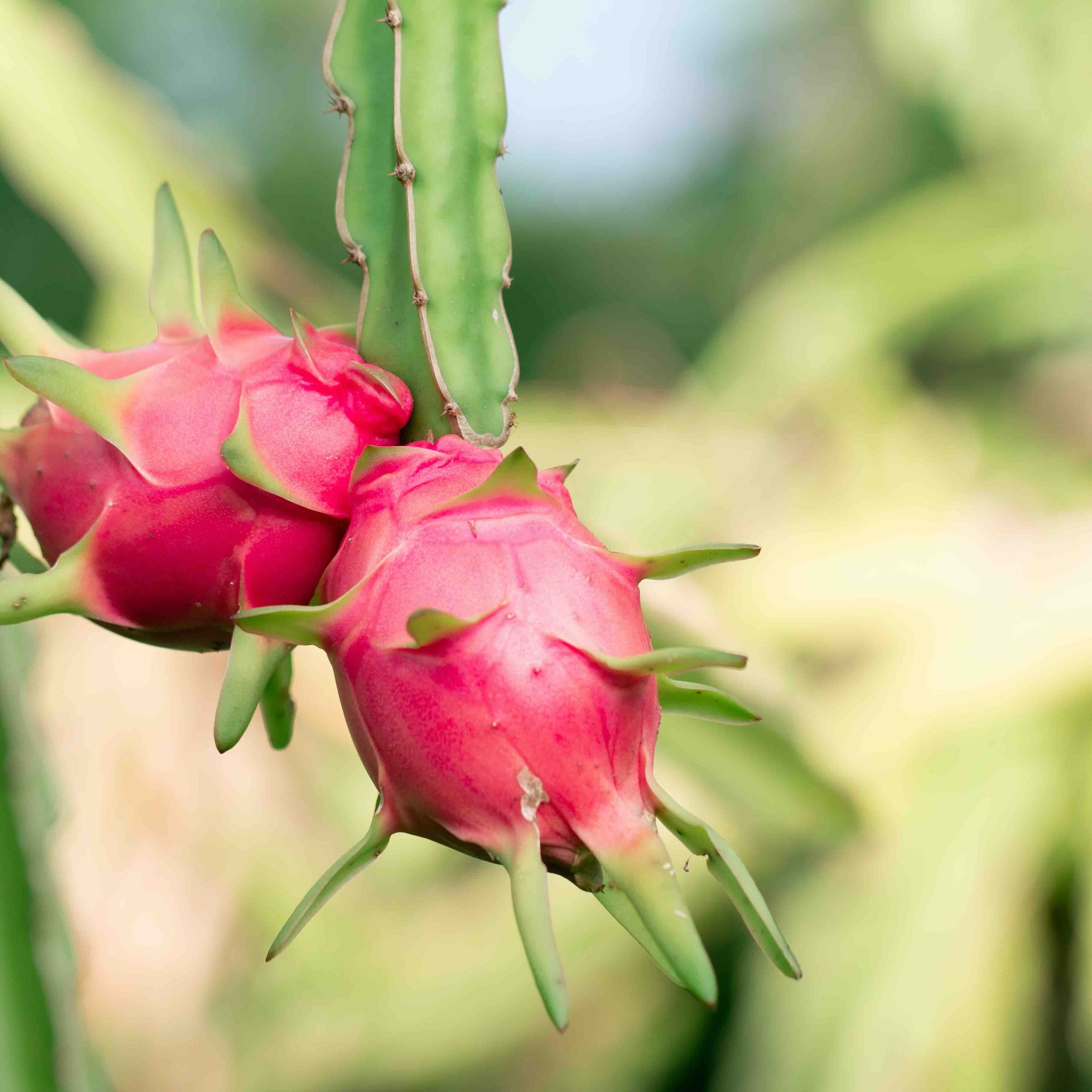 The Story of Dragon Fruit Powder: Origins, Culture & Craft