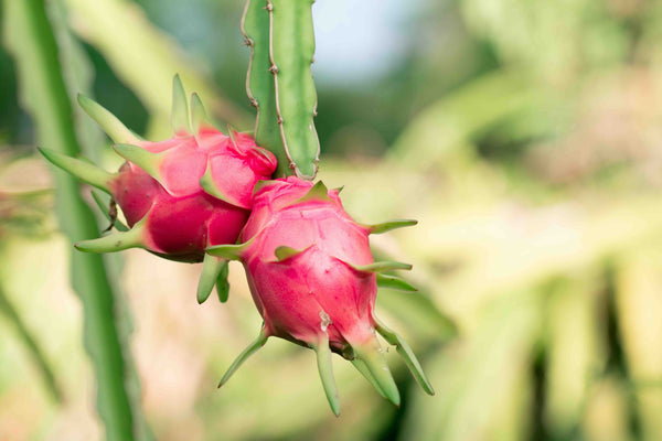 The Story of Dragon Fruit Powder: Origins, Culture & Craft