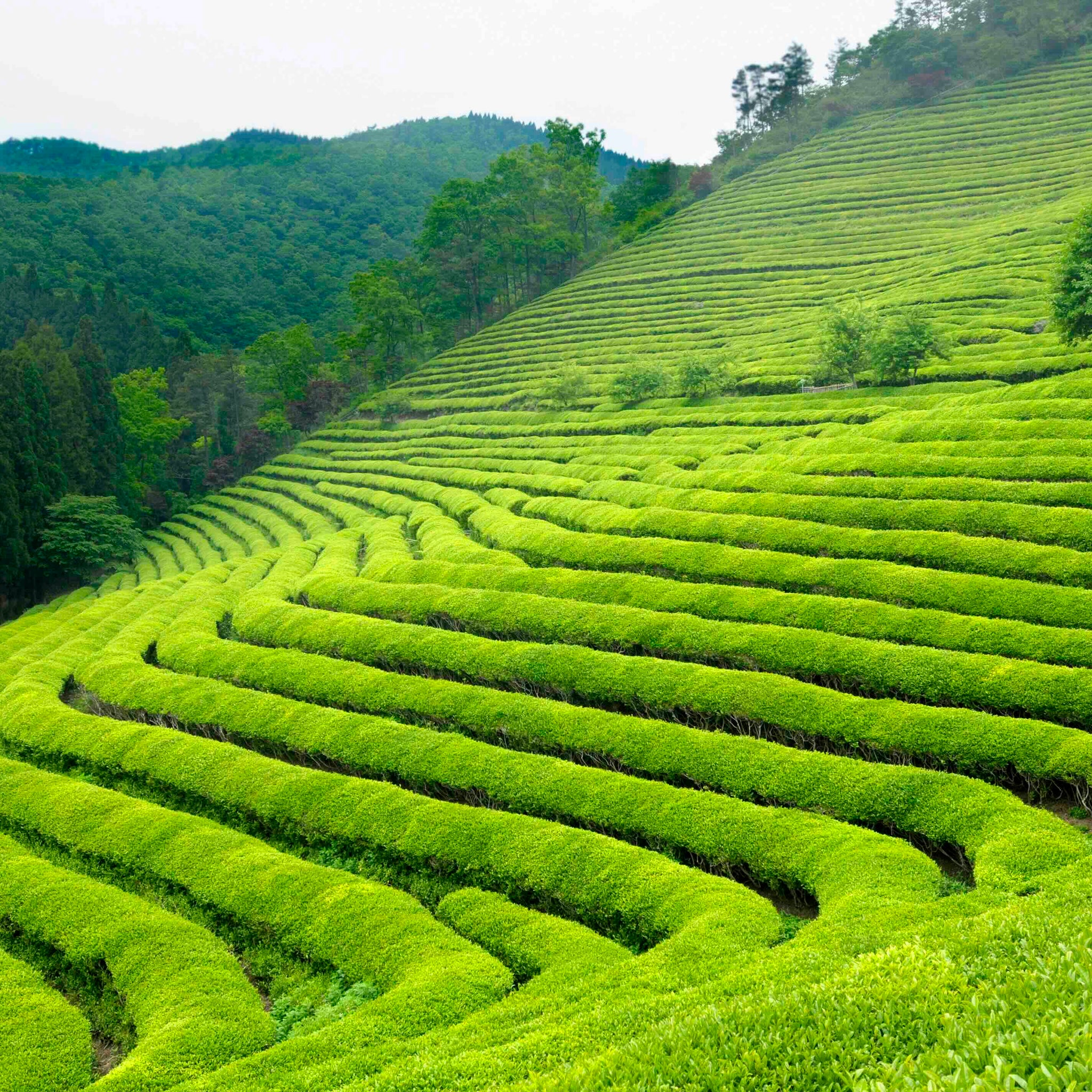 The Story of Matcha – A Tradition Rooted in Nature