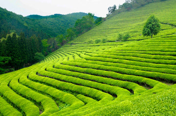 The Story of Matcha – A Tradition Rooted in Nature