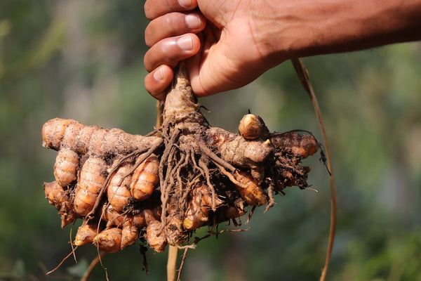 The History of Curcumin