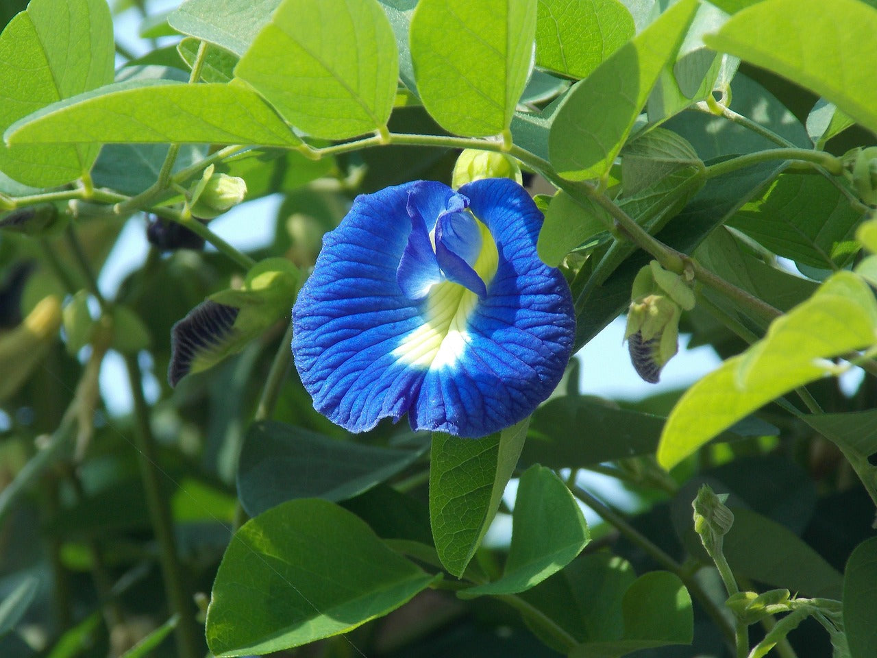 Close view of a butterfly pea flower showing its natural deep-blue color and delicate petals.
